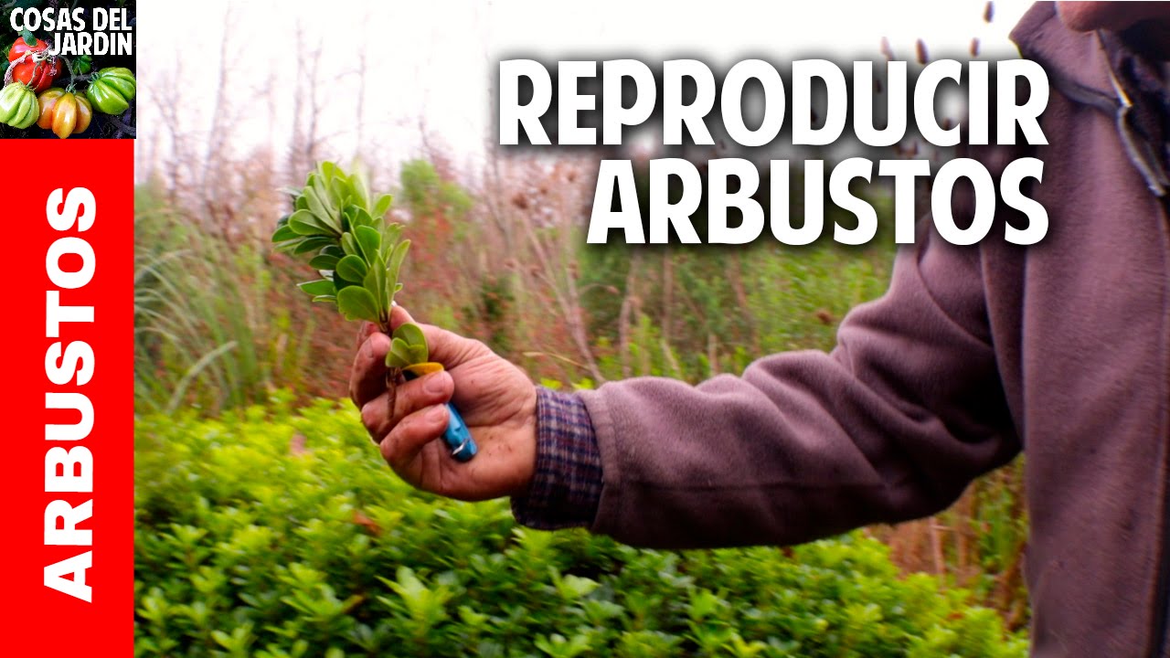 Como reproducir arbustos por esquejes. Grandes Trucos