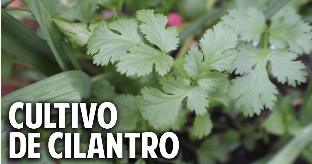 La verdad es que el cilantro no es la planta más fácil de cultivar. Bueno en realidad, es bastante facil, pero tiene algunos caprichos que hay que respetarle y por eso me parece importante hacer este artículo #plantas #jardin #jardineria #cultivar #huertourbano #huerto