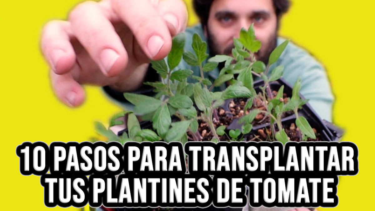 Saber cuándo transplantar tomates es fundamental para que la planta pueda crecer con mayor velocidad y lo mas saludable posible #huerto #huerta #huertourbano #jardin #jardineria #cultivar