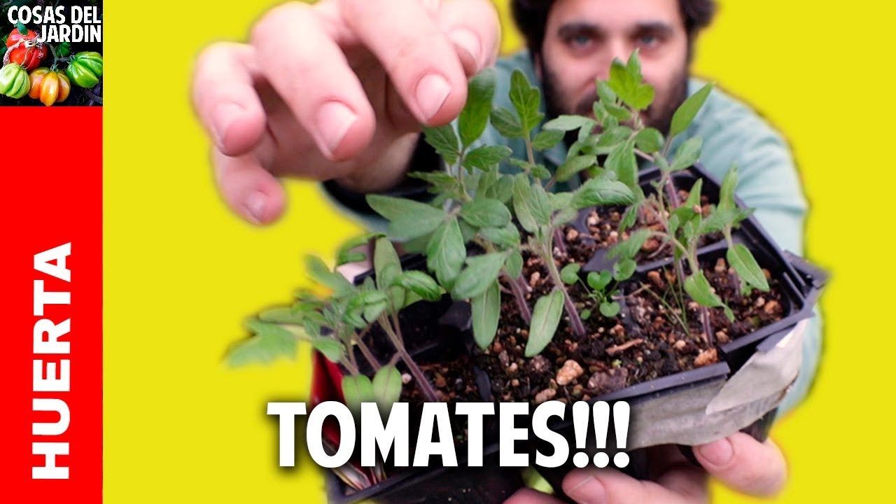Saber cuándo transplantar tomates es fundamental para que la planta pueda crecer con mayor velocidad y lo mas saludable posible #huerto #huerta #huertourbano #jardin #jardineria #cultivar