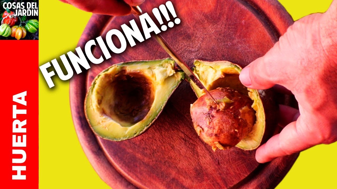 Como plantar un aguacate o palta en 5 pasos