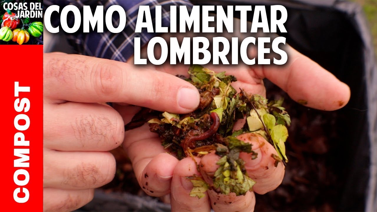 Todo lo que no sabías sobre la alimentación de las lombrices en la vermicompostera