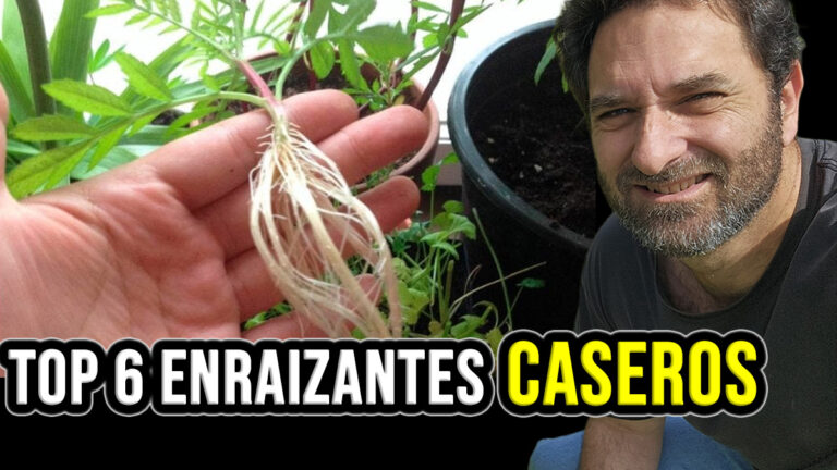TOP 6 Enraizantes naturales – del más sencillo al más complejo