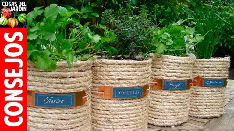 TOP 10 consejos para cultivar plantas aromaticas en maceta –  Regar, Podar, Fertilizar, Sol, Plagas