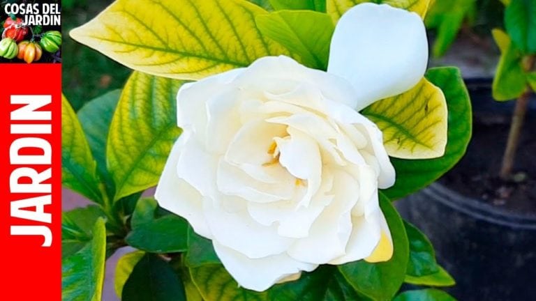 TOP 10 preguntas sobre Gardenia incluyendo como curar las hojas amarillas
