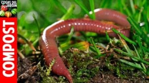 los 10 mejores consejos sobre lombrices y vermicompostación