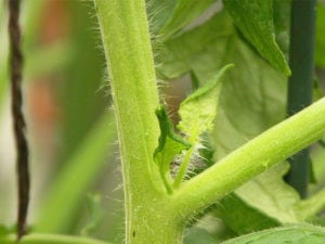 Chupones de los tomates