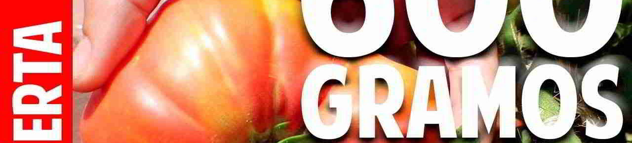 cuando cosechar tomates