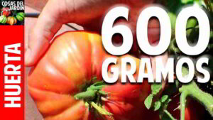 Cuando y como cosechar tomates