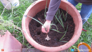 Cómo plantar Puerros paso a paso en maceta – Parte 2 Transplante – Riego y cuidados