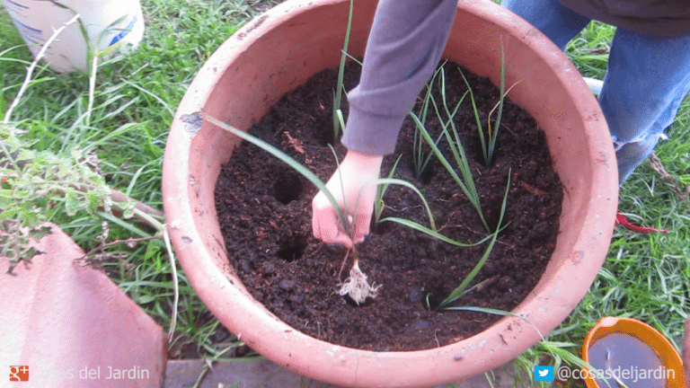 Cómo plantar Puerros paso a paso en maceta – Parte 2 Transplante – Riego y cuidados