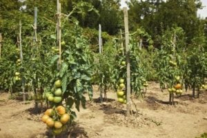 tomates atados a un palo unico como tutor