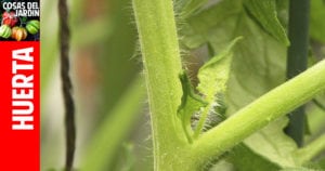 Cómo podar las plantas de tomate? Es realmente necesario?