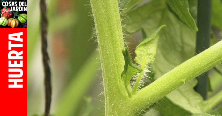 Cómo podar las plantas de tomate? Es realmente necesario?