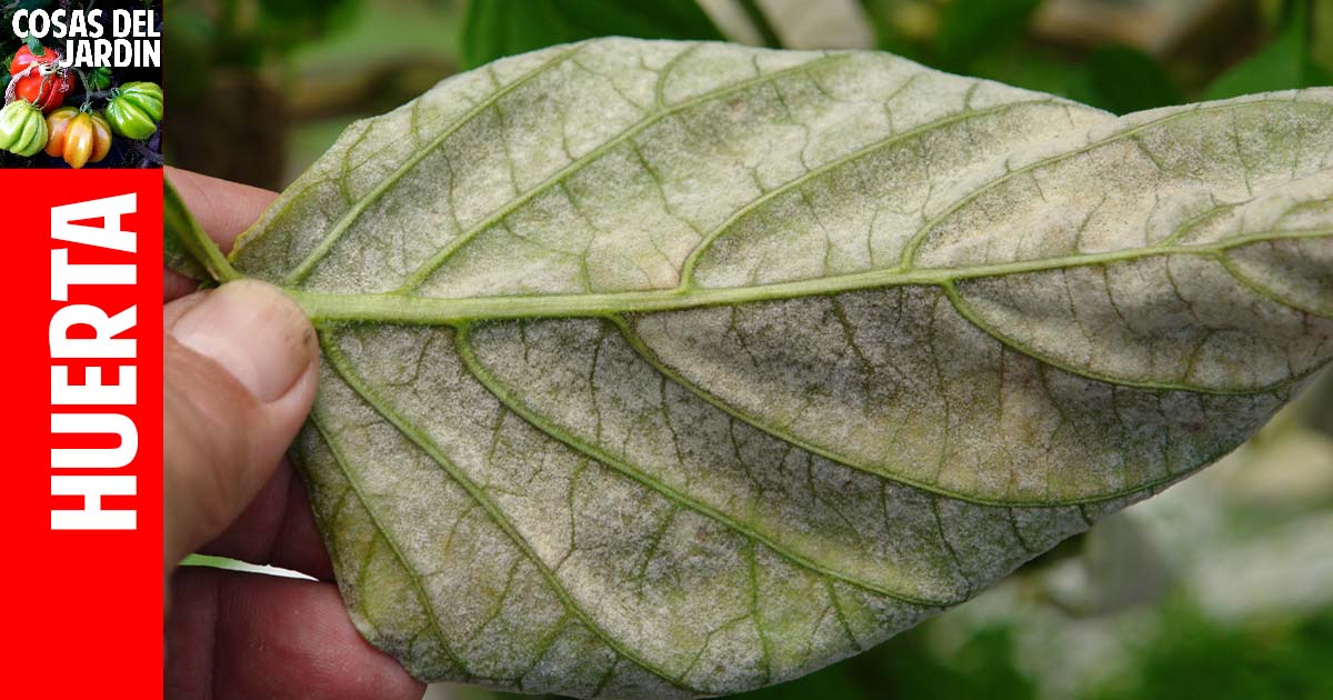 Polvo blanco en las hojas del pimiento y del chile – Como combatir el oidio o mildiu polvoriento