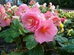 Begonia Tuberosa Flores Comestibles