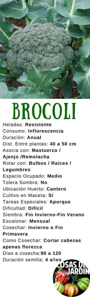 Si tienes un huerto, huerto urbano, jardín o macetohuerto, no excluyas un vegetal como el brócoli (Brassica oleracea) porque cultivar brócoli no es tan difícil. Echemos un vistazo a cómo cultivar brócoli en tu jardín. #plantas #cultivar #huerto #huertourbano #jardín #jardinería