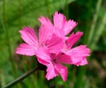 Dianthus_carthusianorum flores comestibles