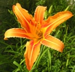 Hemerocallis Flores Comestibles