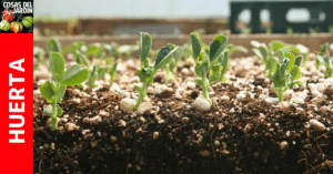 Fertilización de las plantas del semillero: ¿Debo Fertilizar los plantines recién germinados?