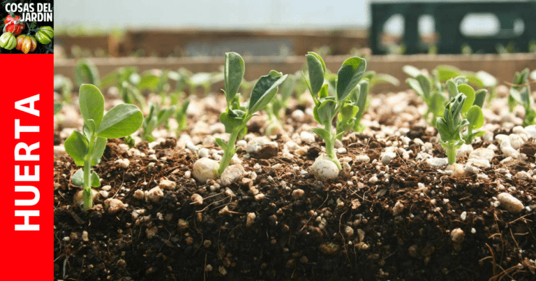 Fertilización de las plantas del semillero: ¿Debo Fertilizar los plantines recién germinados?