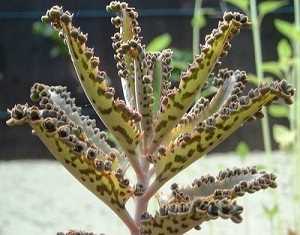 Conoce los más simples cuidados y propiedades de las variedades más populares de kalanchoe: Aranto, Siempreviva, Thyrsiflora y Planta Panda. #jardin #jardineria #sultivar #suculentas