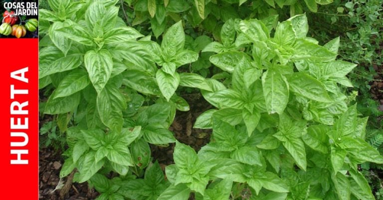Como tener hierbas aromaticas más abundantes pellizcando y cosechando