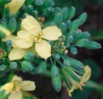 broccoli flores comestibles