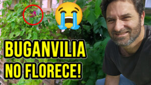 Si tu buganvillia o Santa Rita no florece tanto como te gustaría, aquí te dejo 4 consejos prácticos para que encuentres la mejor solución #Plantas #Jardín #Jardinería #Huerto #Huertourbano #Cultivar #Buganvillia #cosasdeljardin