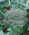 Cultivo de brocoli