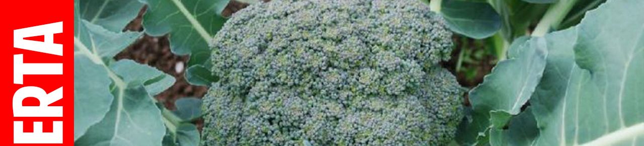Cultivo de brocoli