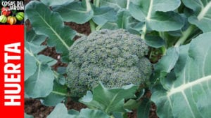Cómo cultivar Brocoli en casa y en el huerto