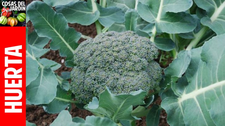 Cómo cultivar Brocoli en casa y en el huerto