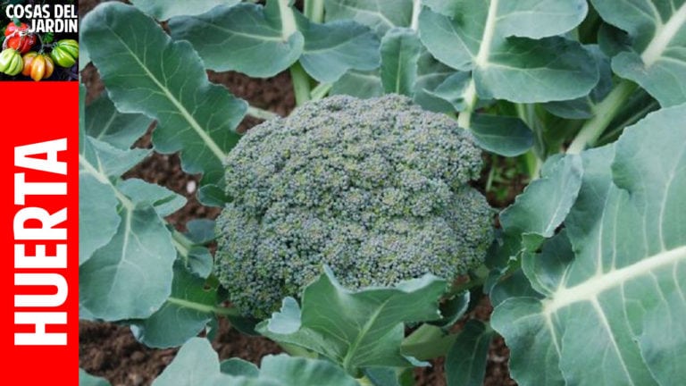 Cómo cultivar Brocoli en casa y en el huerto