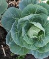 Cultivo de repollo o col