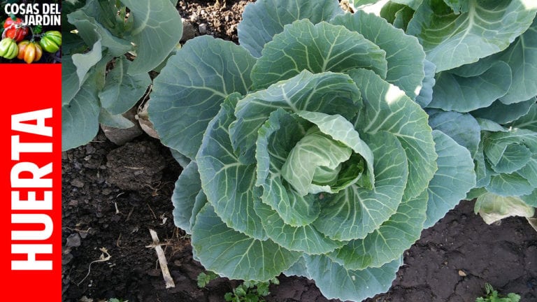 El repollo es uno de los vegetales más fáciles de cultivar en tu jardín