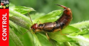 Qué comen las tijeretas? Son una plaga? ¿Las tijeretas son peligrosas? ¿Qué puedo hacer para eliminar las tijeretas? Dale una mirada a este interesante artículo #jardin #plantas #huertourbano #huerto