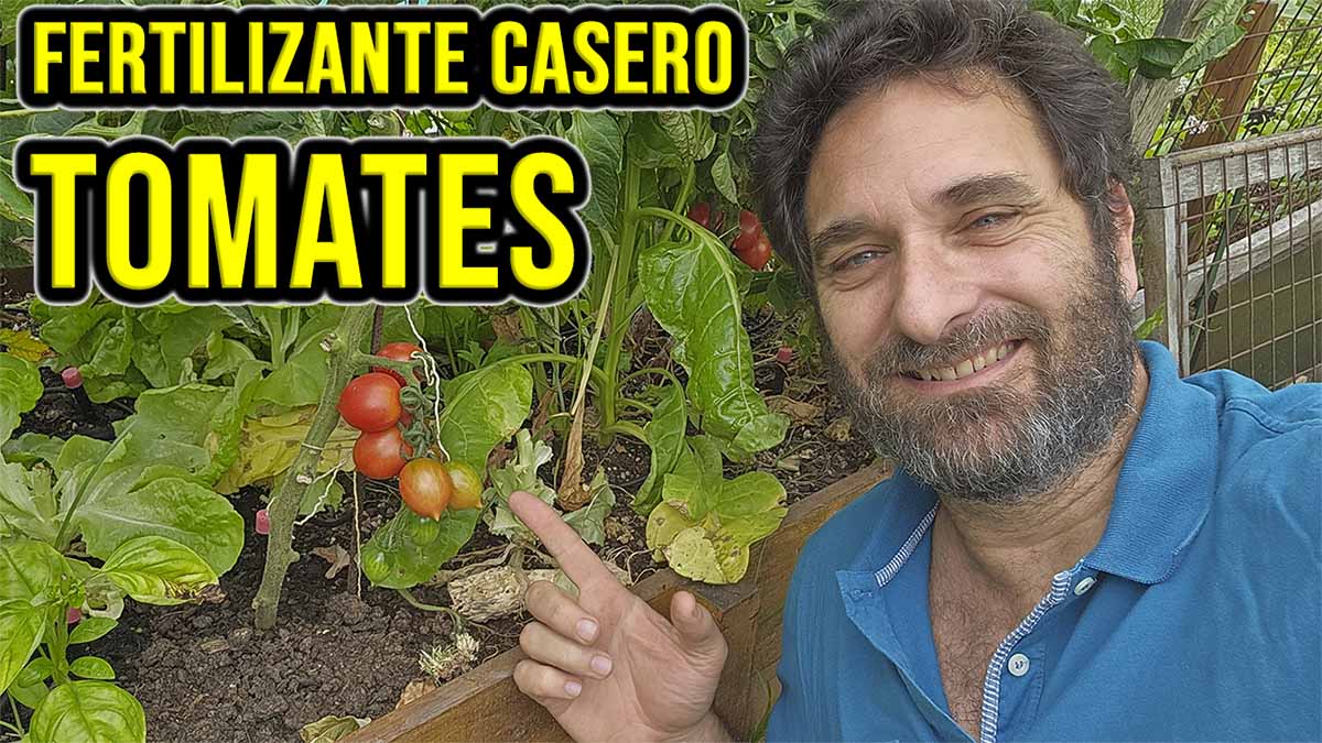 La fertilización me parece fundamental para el cultivo de tomates sanos y despierta muchas dudas en la comunidad. Te recomiendo que leas la nota y veas el video si queres saber mi receta favorita de fertilizante orgánico casero para tomates #tomate #jardin #jardineria #jardinagem #huertourbano #huerto