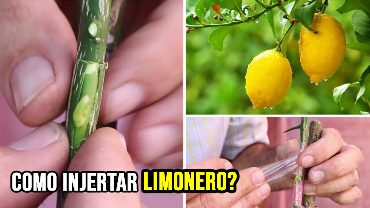 Injerto de limonero – Como injertar cítricos en 7 pasos muy facil