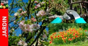 Guía rápida y fácil para podar nuestras plantas favoritas