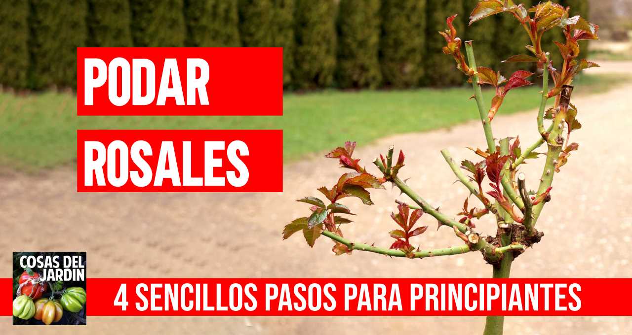 En este artículo vamos a ver en que fecha se podan las rosas y como podar rosales paso a paso. #jardin #jardineria #cultivar