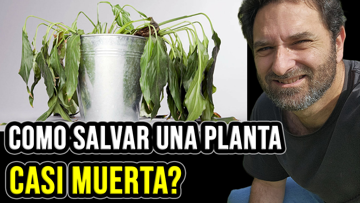 Cómo saber si una planta está muerta y cómo recuperar una planta casi muerta?