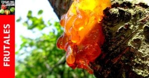 Gomosis del almendro #huertourbano #huerto #jardin #jardineria #jardinagem #plantas