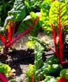 Cultivo de acelga