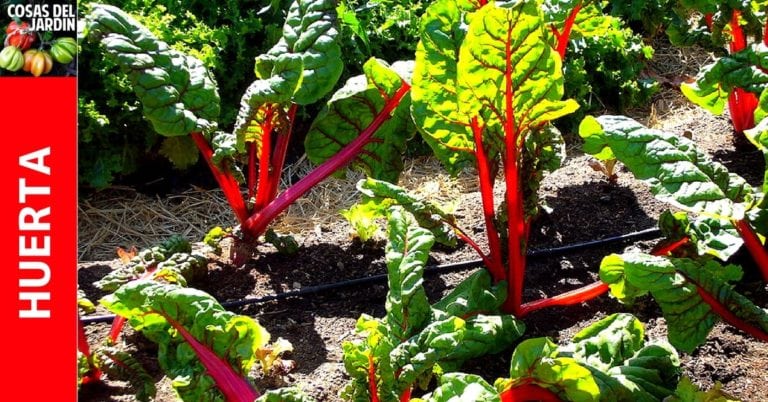 Cómo cultivar acelga en el huerto urbano – Uno de los cultivos más fáciles para empezar