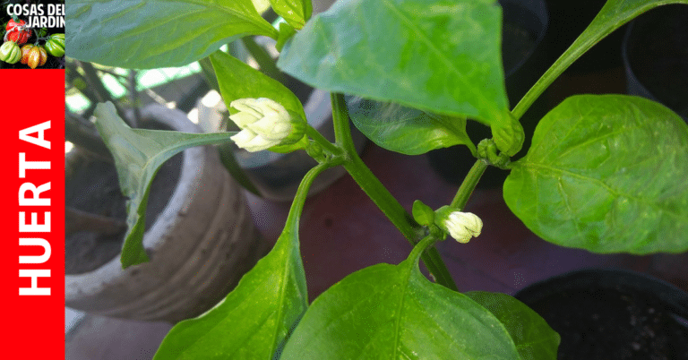 Por qué se caen las flores del pimiento
