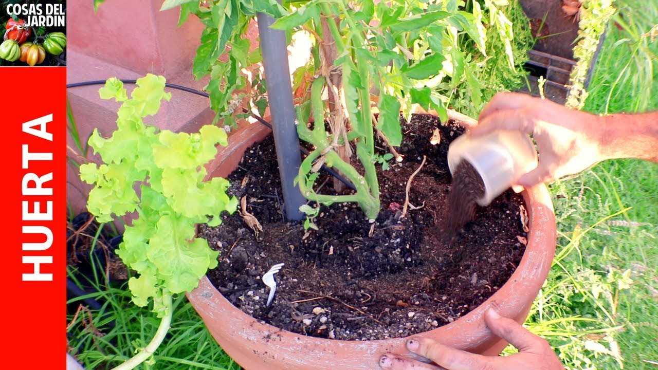 La fertilización me parece fundamental para el cultivo de tomates sanos y despierta muchas dudas en la comunidad. Te recomiendo que leas la nota y veas el video si queres saber mi receta favorita de fertilizante orgánico casero para tomates #tomate #jardin #jardineria #jardinagem #huertourbano #huerto