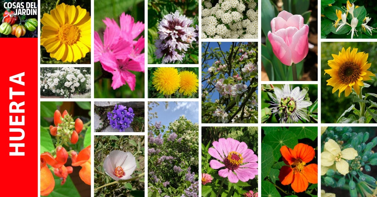 En esta guia te sorprenderas de cuantas flores comestibles tienes en tu jardín. Anímate a agregarlas a tus platos y ensaladas #huerto #huerta #Huertourbano #jardin #jardineria #cultivar