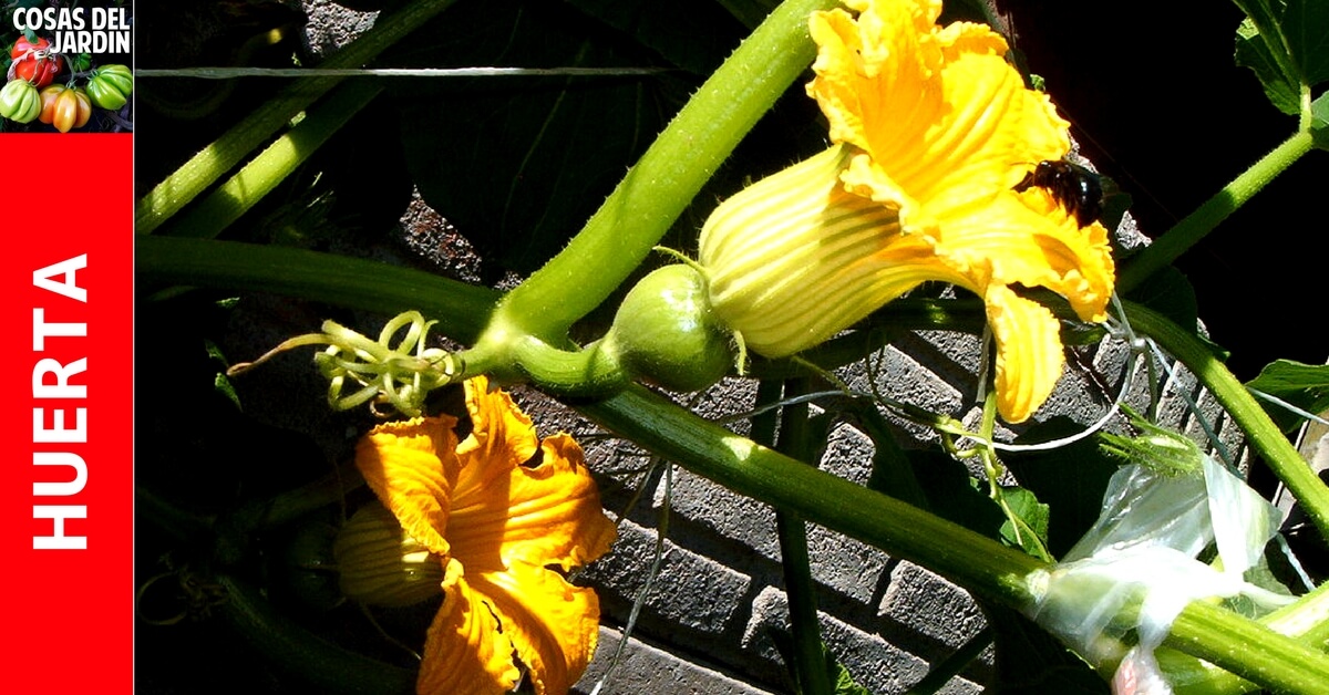 Calabaza y Calabacín: Cómo alentar a las plantas a que den flores hembra? #huertourbano #jardin #jardineria #plantas