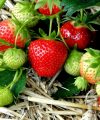 Cultivo de fresas